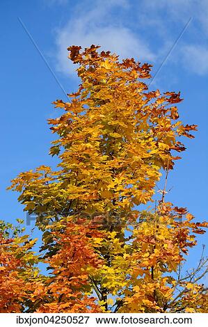 Maple (Acer), with autumn foliage against a blue sky, Ystad, Sweden, Europe View Large Photo Image Stock Photo - Maple (Acer), with autumn foliage against a blue sky, Ystad, Sweden, Europe. Fotosearch