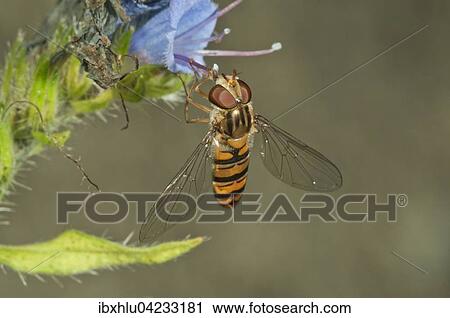 Marmalade hoverfly (Episyrphus balteatus) female, looking for nectar on Viper's Bugloss or Blueweed (Echium vulgare), Baden-Wurttemberg, Germany, Europe View Large Photo Image Stock Image - Marmalade hoverfly (Episyrphus balteatus) female, looking for nectar on Viper's Bugloss or Blueweed (Echium vulgare), Baden-Wurttemberg, Germany, Europe. Fotosearch