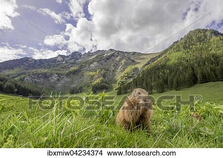 Picture - Marmot (Marmota), eating, mountainous scenery, Reichenstein, Styria, Austria, Europe. Fotosearch