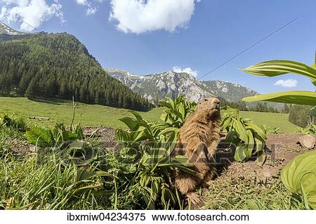 Marmot (Marmota), in front of its burrow, mountainous scenery, Reichenstein, Styria, Austria, Europe View Large Photo Image Stock Photography - Marmot (Marmota), in front of its burrow, mountainous scenery, Reichenstein, Styria, Austria, Europe. Fotosearch