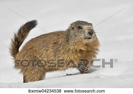 Marmot (Marmota), in the snow, Reichenstein, Styria, Austria, Europe View Large Photo Image Stock Photo - Marmot (Marmota), in the snow, Reichenstein, Styria, Austria, Europe. Fotosearch