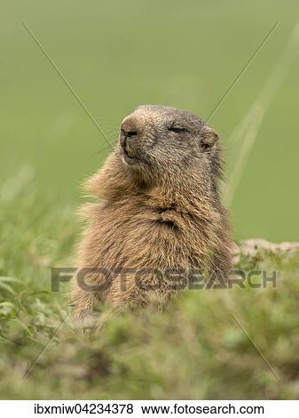 Marmot (Marmota), sleepy, Reichenstein, Styria, Austria, Europe View Large Photo Image Stock Photo - Marmot (Marmota), sleepy, Reichenstein, Styria, Austria, Europe. Fotosearch