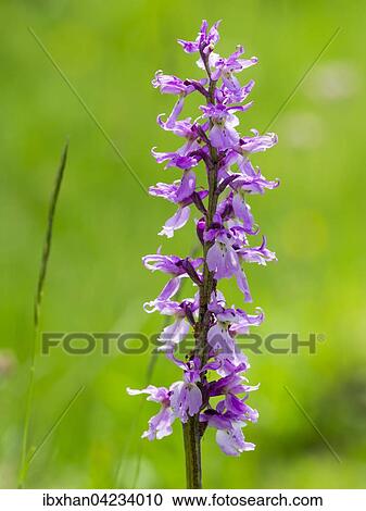 Stock Image - Marsh or spotted orchid (Dactylorhiza), Styria, Austria, Europe. Fotosearch