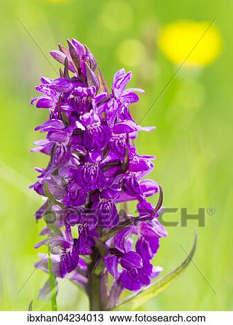 Marsh or spotted orchid (Dactylorhiza), Styria, Austria, Europe View Large Photo Image Stock Image - Marsh or spotted orchid (Dactylorhiza), Styria, Austria, Europe. Fotosearch