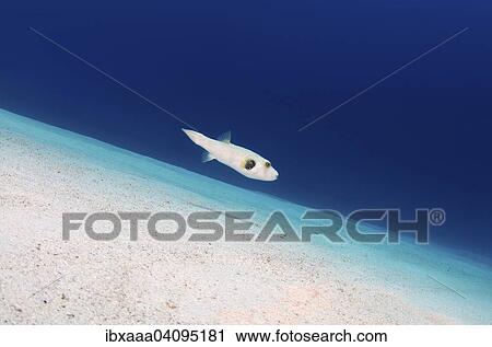 Mbu Puffer, also Giant Puffer or Fresh Water Puffer Fish (Tetraodon mbu) swimming over sandy seabed, Red Sea, Egypt, Africa View Large Photo Image Stock Image - Mbu Puffer, also Giant Puffer or Fresh Water Puffer Fish (Tetraodon mbu) swimming over sandy seabed, Red Sea, Egypt, Africa. Fotosearch