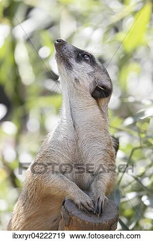Meerkat (Suricata suricatta), captive View Large Photo Image Stock Photo - Meerkat (Suricata suricatta), captive. Fotosearch