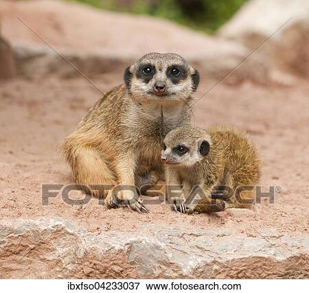 Stock Photo - Meerkats (Suricata suricatta), adult and young, captive, Thuringia, Germany, Europe. Fotosearch