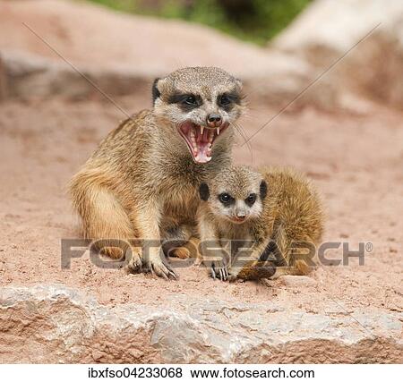 Stock Photo - Meerkats (Suricata suricatta), adult and young, captive, Thuringia, Germany, Europe. Fotosearch