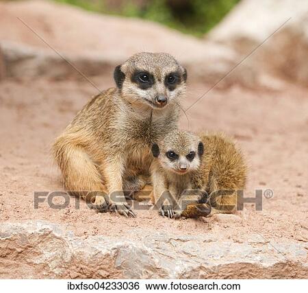Meerkats (Suricata suricatta), adult and young, captive, Thuringia, Germany, Europe View Large Photo Image Stock Photograph - Meerkats (Suricata suricatta), adult and young, captive, Thuringia, Germany, Europe. Fotosearch