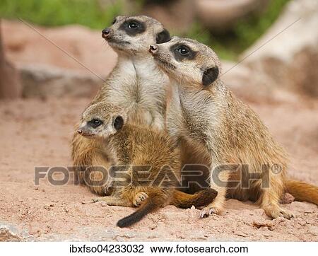 Meerkats (Suricata suricatta), two adults and a young animal, captive, Thuringia, Germany, Europe View Large Photo Image Stock Image - Meerkats (Suricata suricatta), two adults and a young animal, captive, Thuringia, Germany, Europe. Fotosearch