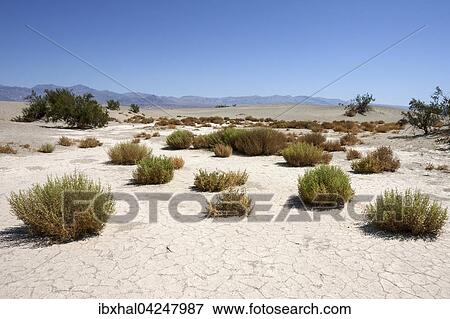 Mesquite Flat Sand Dunes, Death Valley National Park, Mojave Desert, California, USA, North America View Large Photo Image Stock Photo - Mesquite Flat Sand Dunes, Death Valley National Park, Mojave Desert, California, USA, North America. Fotosearch