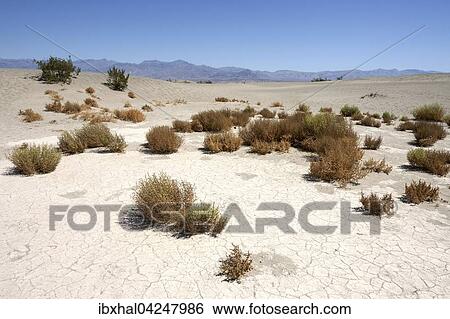 Mesquite Flat Sand Dunes, Death Valley National Park, Mojave Desert, California, USA, North America View Large Photo Image Stock Photograph - Mesquite Flat Sand Dunes, Death Valley National Park, Mojave Desert, California, USA, North America. Fotosearch