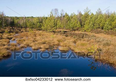 Moorland nature reserve Schweimker Moor, Lower Saxony, Germany, Europe View Large Photo Image Stock Image - Moorland nature reserve Schweimker Moor, Lower Saxony, Germany, Europe. Fotosearch