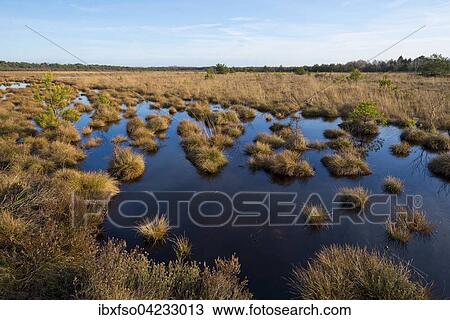 Moorland nature reserve Schweimker Moor, Lower Saxony, Germany, Europe View Large Photo Image Stock Image - Moorland nature reserve Schweimker Moor, Lower Saxony, Germany, Europe. Fotosearch