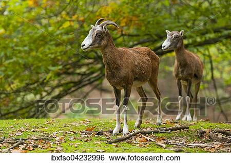 Mouflon (Ovis ammon musimon), female, captive, Saxony, Germany, Europe View Large Photo Image Stock Photograph - Mouflon (Ovis ammon musimon), female, captive, Saxony, Germany, Europe. Fotosearch