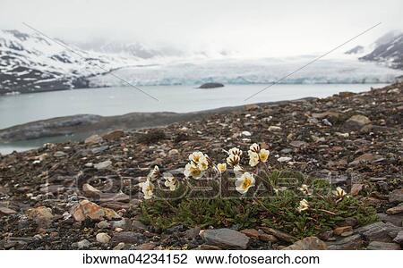 Mountain avens (Dryas octopetala), St Jonsfjorden, Spitsbergen, Norway, Europe View Large Photo Image Stock Image - Mountain avens (Dryas octopetala), St Jonsfjorden, Spitsbergen, Norway, Europe. Fotosearch