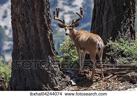 Mule deer (Odocoileus hemionus), male, Sentinel Dome, Yosemite National Park, California, USA, North America View Large Photo Image Picture - Mule deer (Odocoileus hemionus), male, Sentinel Dome, Yosemite National Park, California, USA, North America. Fotosearch