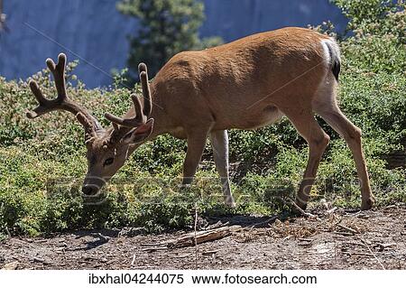 Mule deer (Odocoileus hemionus), male, eating, Sentinel Dome, Yosemite National Park, California, USA, North America View Large Photo Image Stock Photography - Mule deer (Odocoileus hemionus), male, eating, Sentinel Dome, Yosemite National Park, California, USA, North America. Fotosearch