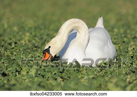 Mute swan (Cygnus olor), eating leaves, Thuringia, Germany, Europe View Large Photo Image Stock Photography - Mute swan (Cygnus olor), eating leaves, Thuringia, Germany, Europe. Fotosearch