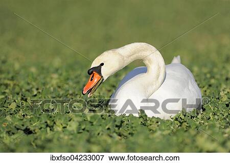 Mute swan (Cygnus olor), sitting in a field, Thuringia, Germany, Europe View Large Photo Image Stock Photo - Mute swan (Cygnus olor), sitting in a field, Thuringia, Germany, Europe. Fotosearch
