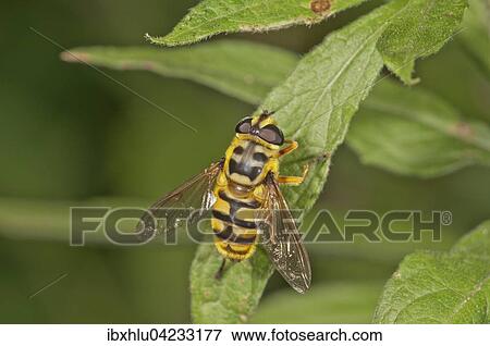 Stock Photo - Myathropa Florea (Myathropa Florea) basking, Baden-Wurttemberg, Germany, Europe. Fotosearch