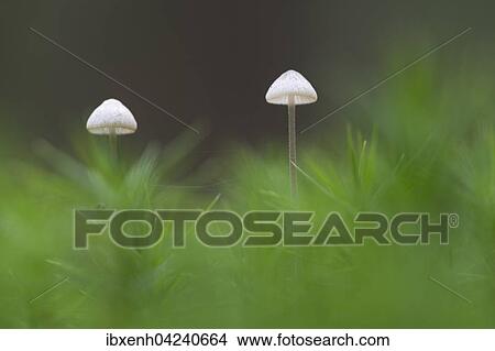 Mycena (Mycena sp. ), Emsland, Lower Saxony, Germany, Europe View Large Photo Image Picture - Mycena (Mycena sp. ), Emsland, Lower Saxony, Germany, Europe. Fotosearch