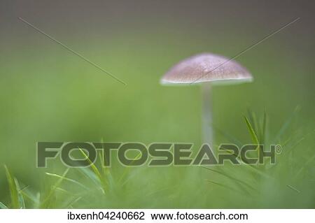 Stock Image - Mycena (Mycena sp. ), Emsland, Lower Saxony, Germany, Europe. Fotosearch