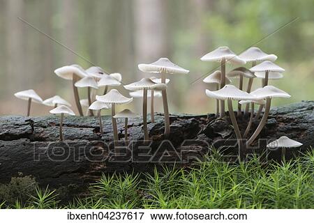 Stock Photo - Mycena (Mycena sp. ), Emsland, Lower Saxony, Germany, Europe. Fotosearch