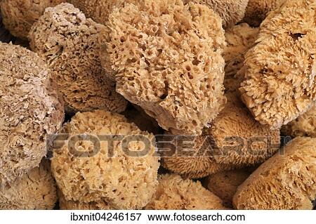 Natural sea sponges, Symi, Rhodes, Dodecanese, Greece, Europe View Large Photo Image Stock Photo - Natural sea sponges, Symi, Rhodes, Dodecanese, Greece, Europe. Fotosearch
