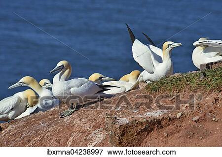 Stock Photo - Northern gannet (Morus bassanus) on red cliff, North Sea, Heligoland, Schleswig-Holstein, Germany, Europe. Fotosearch