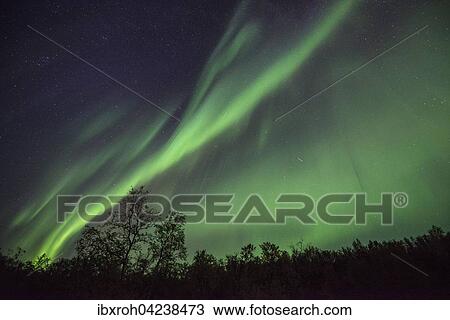 Northern Lights or Aurora Borealis over trees, Kvikkjokk, Lapland, Sweden, Europe View Large Photo Image Stock Image - Northern Lights or Aurora Borealis over trees, Kvikkjokk, Lapland, Sweden, Europe. Fotosearch