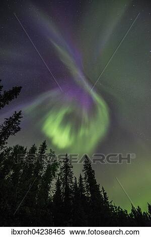 Northern Lights or Aurora Borealis over trees, Kvikkjokk, Lapland, Sweden, Europe View Large Photo Image Stock Photography - Northern Lights or Aurora Borealis over trees, Kvikkjokk, Lapland, Sweden, Europe. Fotosearch