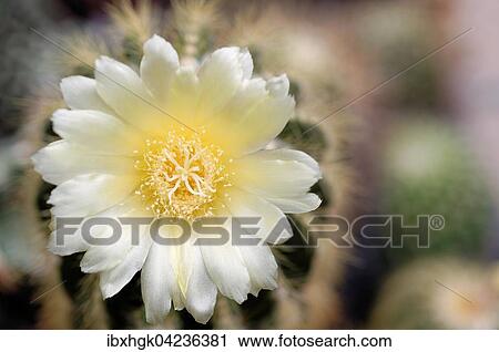 Stock Image - Notocactus (Parodia sp. ) flower. Fotosearch