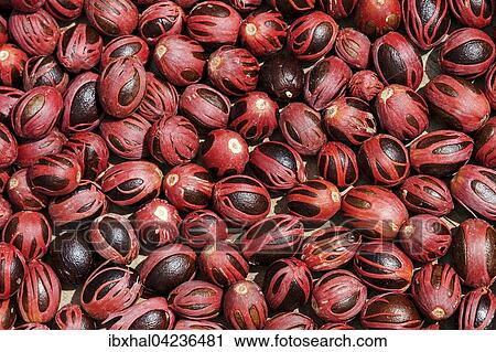 Nutmeg (Myristica fragrans) laid out to dry, Mahe Island, Seychelles, Africa View Large Photo Image Stock Image - Nutmeg (Myristica fragrans) laid out to dry, Mahe Island, Seychelles, Africa. Fotosearch