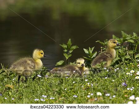 canada goose allemagne canada goose allemagne