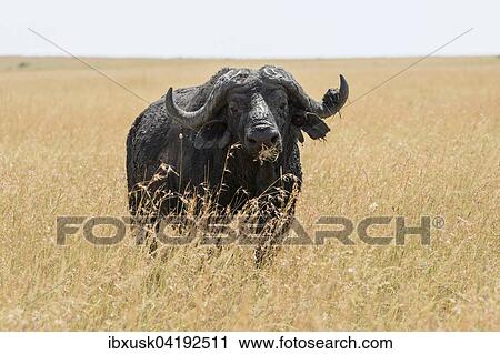 Old african buffalo, cape buffalo (Syncerus caffer), in the tall grass, Maasai Mara National Reserve, Narok County, Kenya, Africa View Large Photo Image Stock Image - Old african buffalo, cape buffalo (Syncerus caffer), in the tall grass, Maasai Mara National Reserve, Narok County, Kenya, Africa. Fotosearch