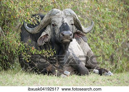 Old african buffalo, cape buffalo (Syncerus caffer), lying in the grass, Maasai Mara National Reserve, Narok County, Kenya, Africa View Large Photo Image Stock Photo - Old african buffalo, cape buffalo (Syncerus caffer), lying in the grass, Maasai Mara National Reserve, Narok County, Kenya, Africa. Fotosearch