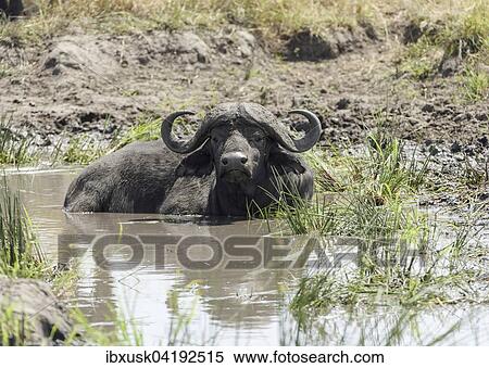 Old african buffalo, cape buffalo (Syncerus caffer), in the mud, Maasai Mara National Reserve, Narok County, Kenya, Africa View Large Photo Image Stock Photography - Old african buffalo, cape buffalo (Syncerus caffer), in the mud, Maasai Mara National Reserve, Narok County, Kenya, Africa. Fotosearch
