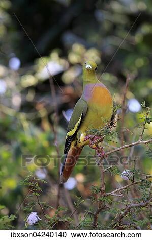 Orange-breasted green pigeon (Treron bicincta leggei), adult on the lookout, Udawalawe National Park, Sri Lanka, Asia View Large Photo Image Stock Image - Orange-breasted green pigeon (Treron bicincta leggei), adult on the lookout, Udawalawe National Park, Sri Lanka, Asia. Fotosearch