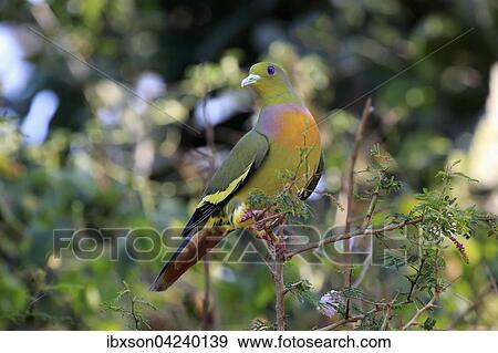 Orange-breasted green pigeon (Treron bicincta leggei), adult on the lookout, Udawalawe National Park, Sri Lanka, Asia View Large Photo Image Stock Photo - Orange-breasted green pigeon (Treron bicincta leggei), adult on the lookout, Udawalawe National Park, Sri Lanka, Asia. Fotosearch