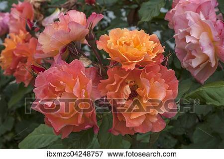 Orange rose petals (Rosa sp. ), Tyrol, Austria, Europe View Large Photo Image Stock Photo - Orange rose petals (Rosa sp. ), Tyrol, Austria, Europe. Fotosearch