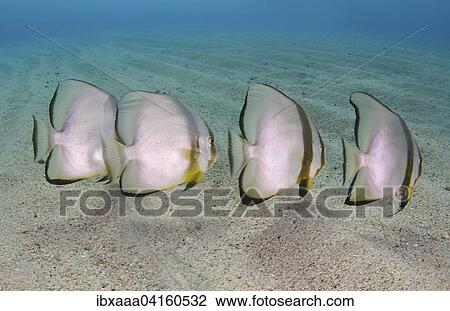 Stock Image - Orbicular Batfish (Platax orbicularis) on sandy seabed, Red Sea, Marsa Alam, Abu Dabab, Egypt, Africa. Fotosearch