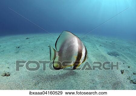 Orbicular Batfish (Platax orbicularis) on sandy seabed, Red Sea, Abu Dabab, Egypt, Africa View Large Photo Image Stock Photo - Orbicular Batfish (Platax orbicularis) on sandy seabed, Red Sea, Abu Dabab, Egypt, Africa. Fotosearch