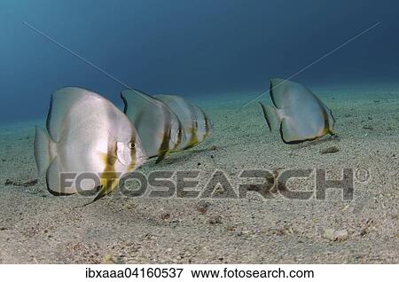 Orbicular Batfish (Platax orbicularis) on sandy seabed, Red Sea, Abu Dabab, Egypt, Africa View Large Photo Image Stock Photo - Orbicular Batfish (Platax orbicularis) on sandy seabed, Red Sea, Abu Dabab, Egypt, Africa. Fotosearch