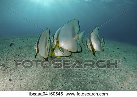 Orbicular Batfish (Platax orbicularis) on sandy seabed, Red Sea, Marsa Alam, Abu Dabab, Egypt, Africa View Large Photo Image Stock Photography - Orbicular Batfish (Platax orbicularis) on sandy seabed, Red Sea, Marsa Alam, Abu Dabab, Egypt, Africa. Fotosearch
