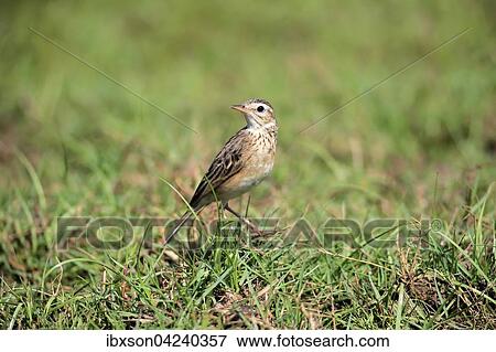 Stock Photo - Orient skylark (Alauda gulgula), adult, alert in the grass, Bundala National Park, Sri Lanka, Asia. Fotosearch