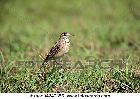 Stock Photograph - Orient skylark (Alauda gulgula), adult, alert in the grass, Bundala National Park, Sri Lanka, Asia. Fotosearch