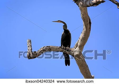 Picture - Oriental darter (Anhinga melanogaster), adult, on the lookout, Bundala National Park, Sri Lanka, Asia. Fotosearch
