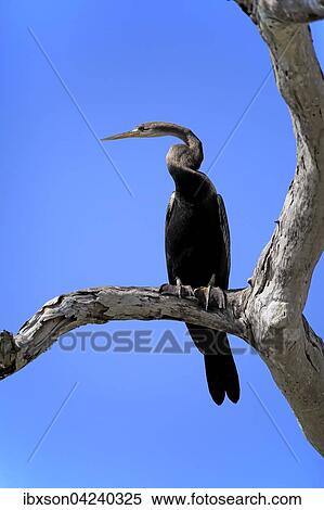 Oriental darter (Anhinga melanogaster), adult, on the lookout, Bundala National Park, Sri Lanka, Asia View Large Photo Image Stock Photography - Oriental darter (Anhinga melanogaster), adult, on the lookout, Bundala National Park, Sri Lanka, Asia. Fotosearch