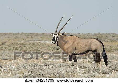 Oryx Gazella (Oryx gazella), grassland, Etosha National Park, Namibia, Africa View Large Photo Image Stock Photo - Oryx Gazella (Oryx gazella), grassland, Etosha National Park, Namibia, Africa. Fotosearch